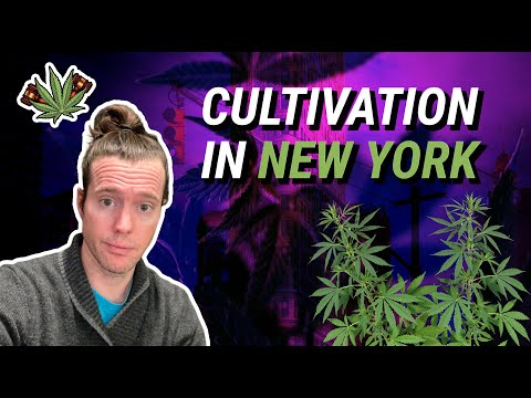 New York Cannabis Licenses | How To Get a Cultivation License in New York | NY Cannabis license