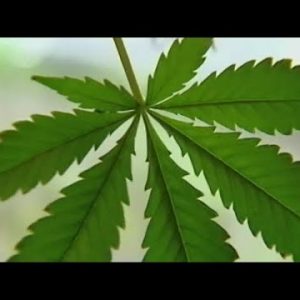 Lake County Ohio lawmaker introduces marijuana legalization legislation