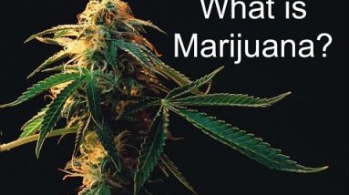 What’s Marijuana?