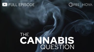 The Cannabis Query I Chubby Documentary I NOVA I PBS