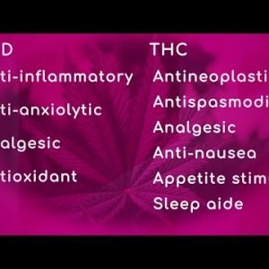 Advantages of CBD & THC