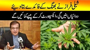 Shibli Faraz explained the benefits of Bhang