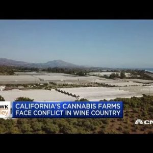 California cannabis farms are facing war in wine farm country