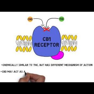 2-Minute Neuroscience: CBD