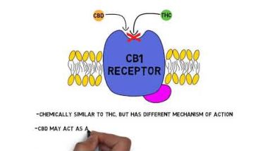 2-Minute Neuroscience: CBD