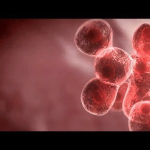 THE ANTITUMOR EFFECTS OF CANNABIDIOL